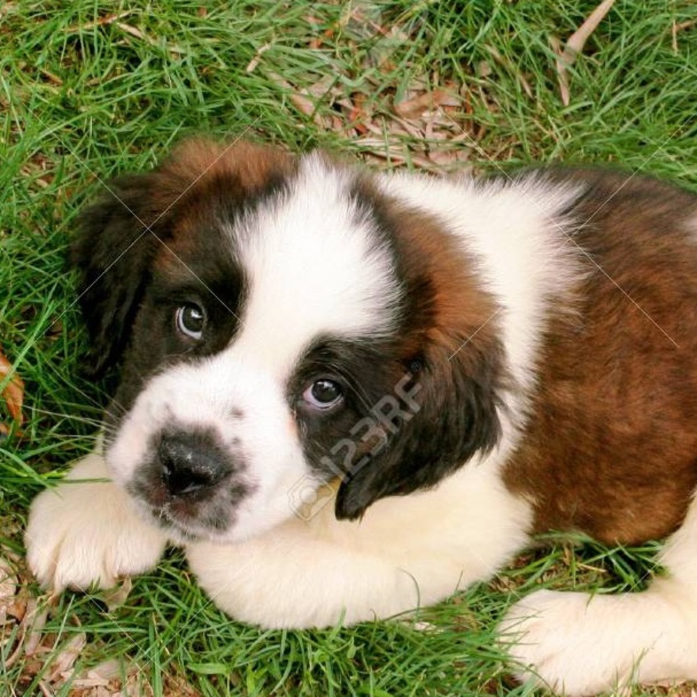Meet your Posher, Mollie